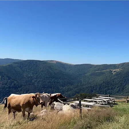 Au Petit Meuh'ster Munster (Haut-Rhin)